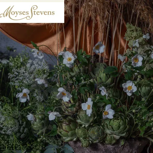 MOYSES STEVENS FLOWERS TRADING CO. L.L.C - Al Quoz - Al Quoz Industrial Area 2 