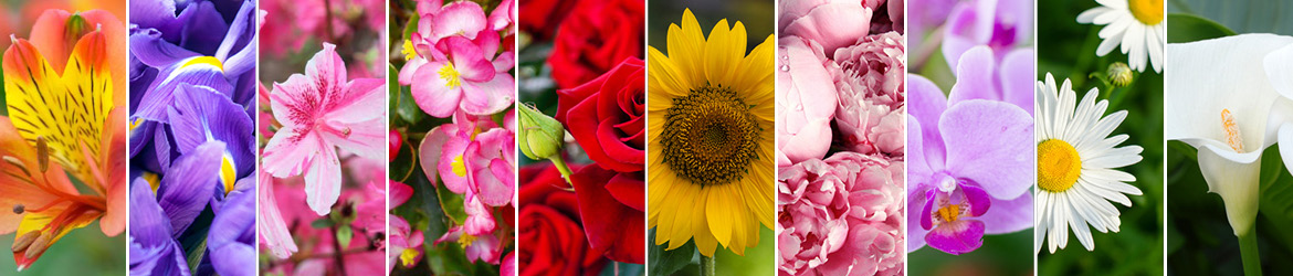 selection of flowers