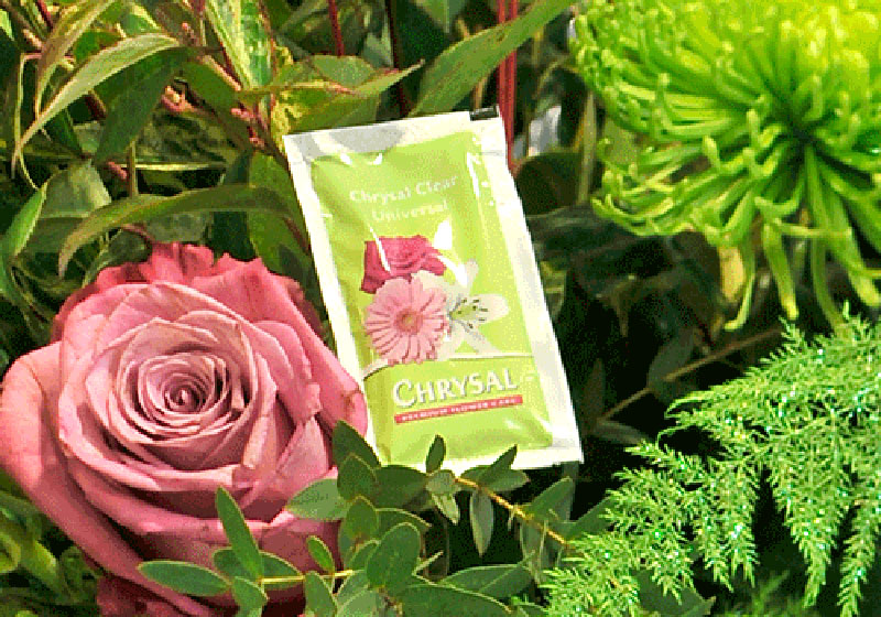 Chrysal flower food sachet placed among fresh roses and greenery.