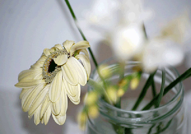 Wilting white gerbera daisy in a glass vase with blurred flowers in the background.