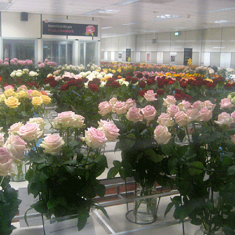 Large flower testing facility with rows of fresh roses in different colours.