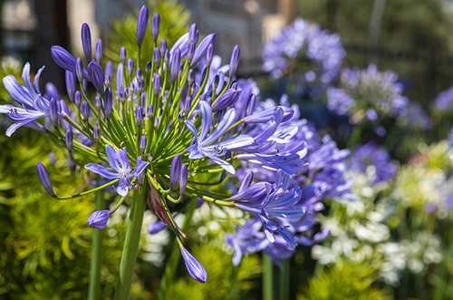 Agapanthus