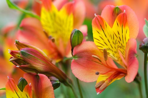 Alstroemeria