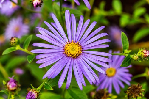 Aster