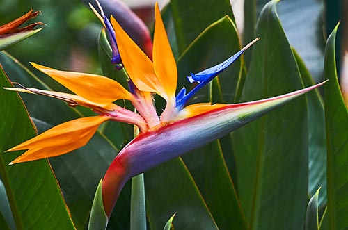 Bird of Paradise