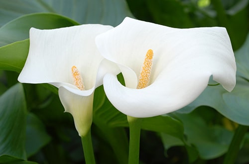 Calla Lily