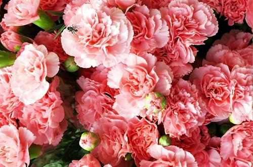 Carnations