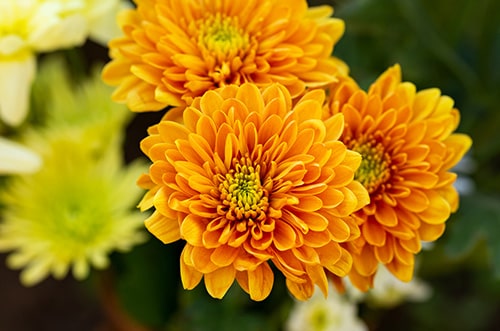 Chrysanthemum