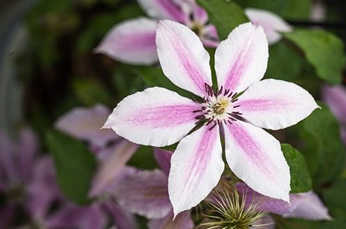 Clematis