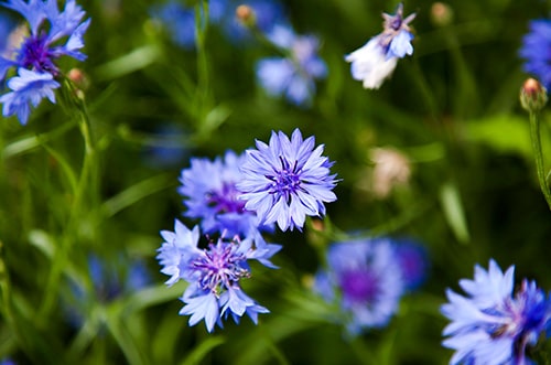 Cornflower