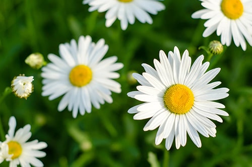 types of flowers