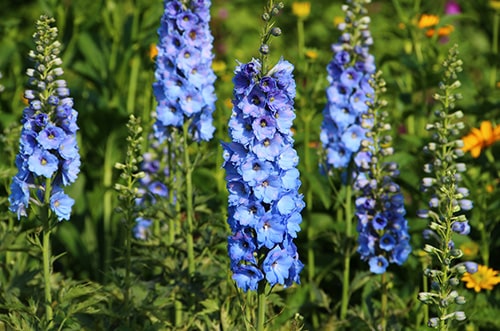 Delphinium