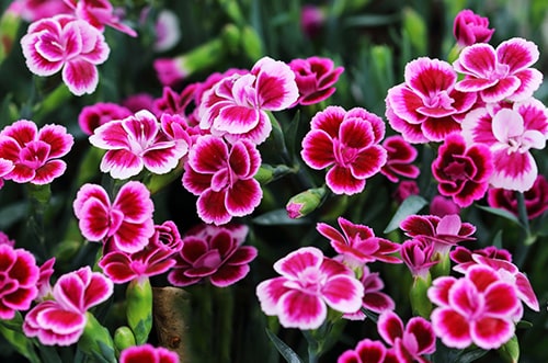 Dianthus