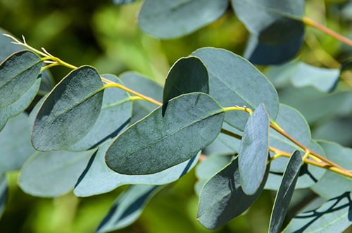 Eucalyptus