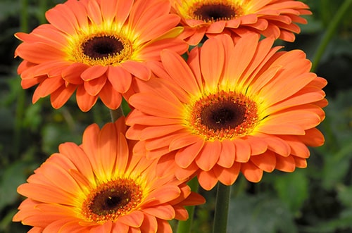 Gerbera Daisy