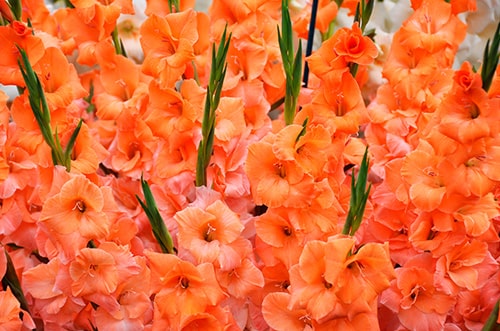 Gladiolus