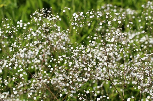 Gypsophila