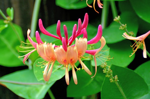 Honeysuckle