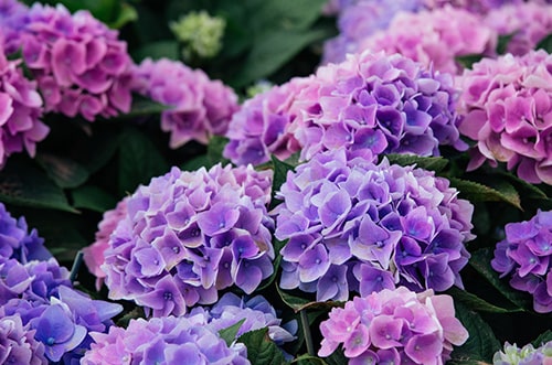 Hydrangea