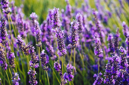 Lavender