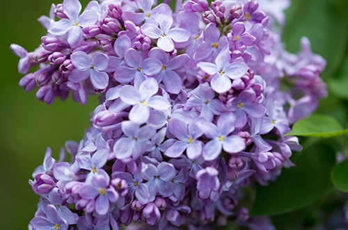 Lilac