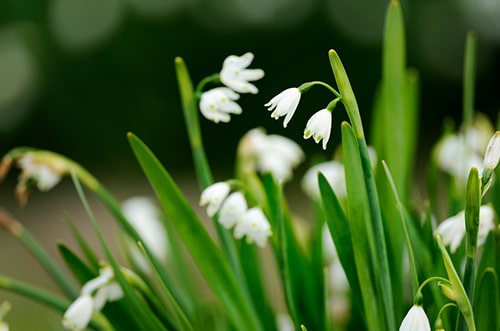 Lily of the Valley