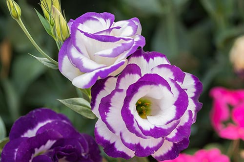 Lisianthus