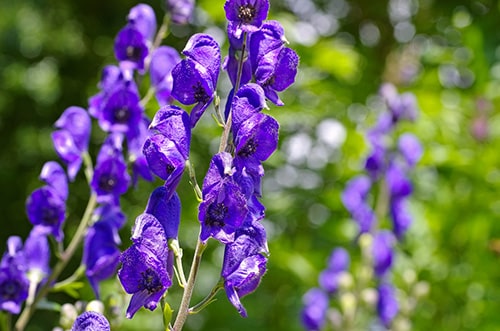 Monkshood