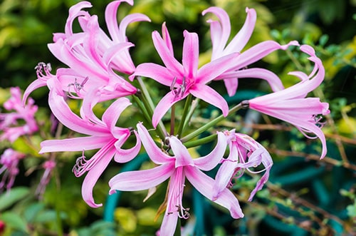 Pink Star Luxury Lily & Hydrangea Bouquet - Flowers By Diamonds Treasures