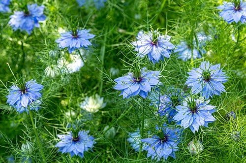 Nigella