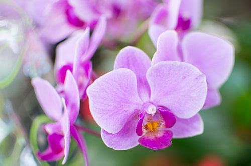 Orchid