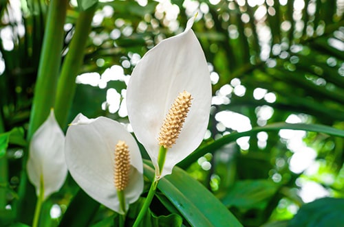 Peace Lily