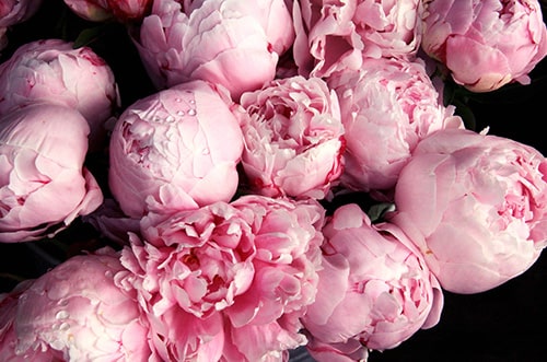 Peony