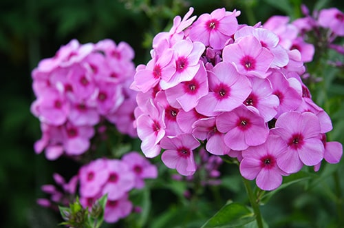 Phlox