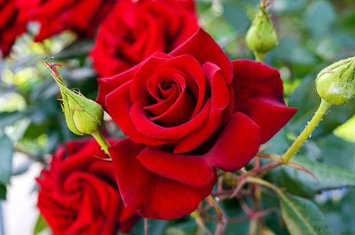 Rose : The Eternal Beauty - Nursey News, Horticulture News, Floriculture  News, Environment News