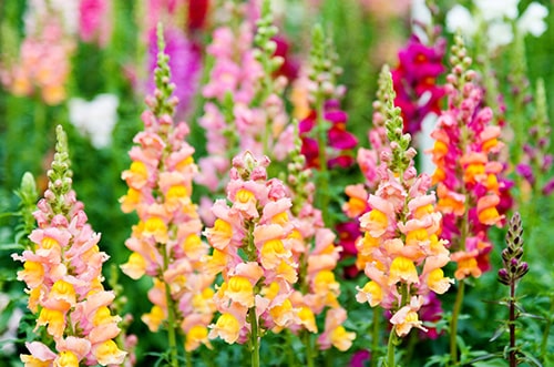 Snapdragon