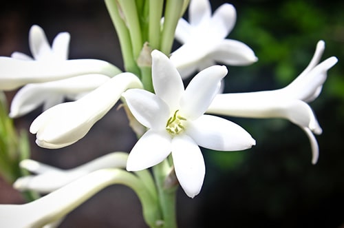 Tuberose