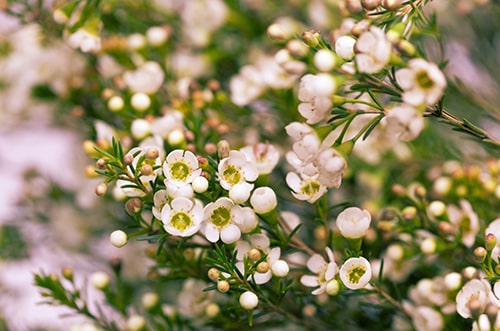 Waxflower