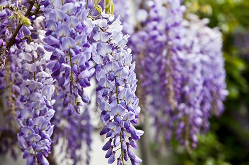 Wisteria