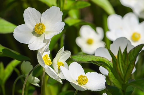 100 Types of Flowers (with Unique Meanings & Images)