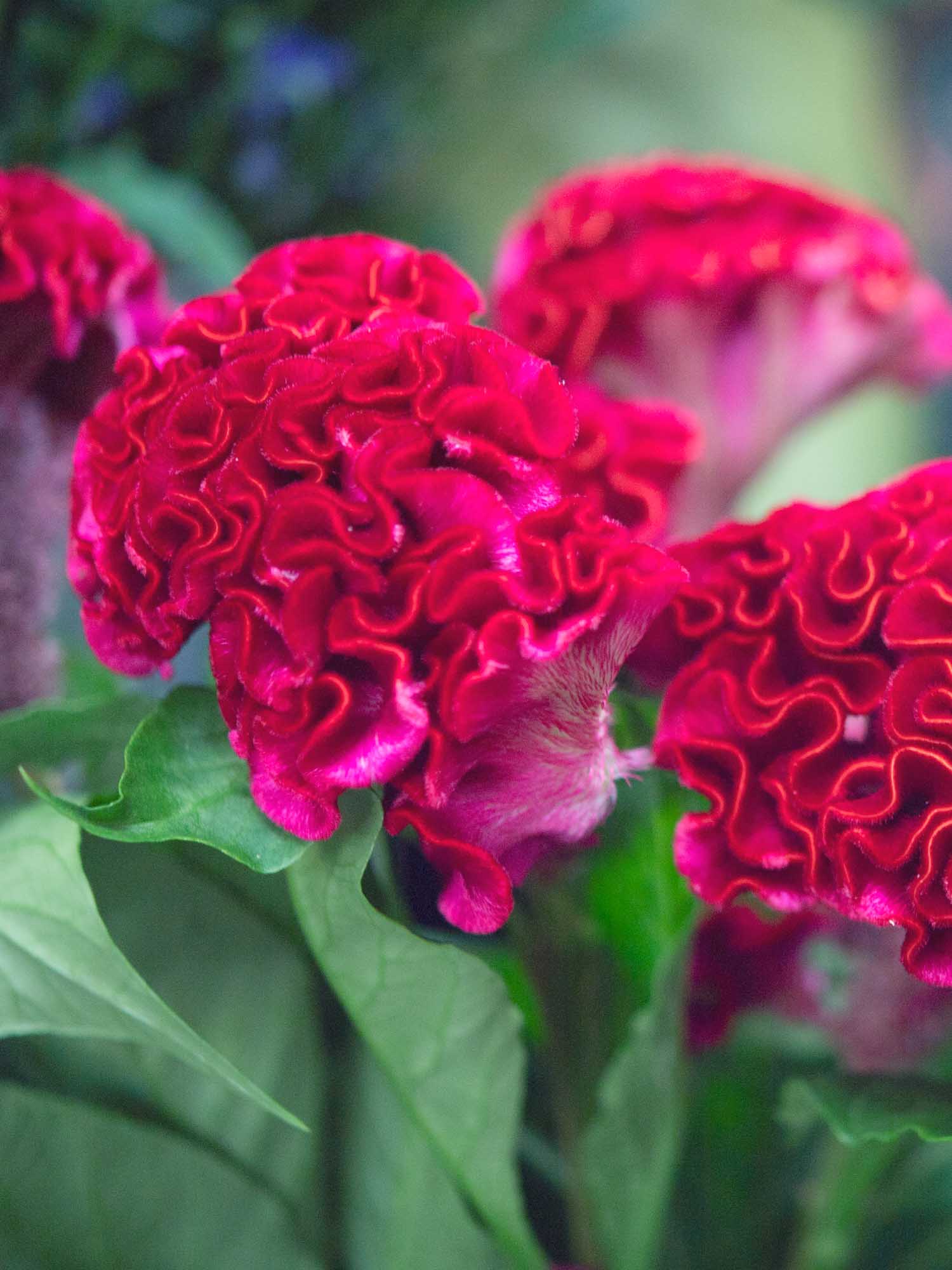 Bright eco flowers arranged by Irish florist using natural, recyclable wrapping