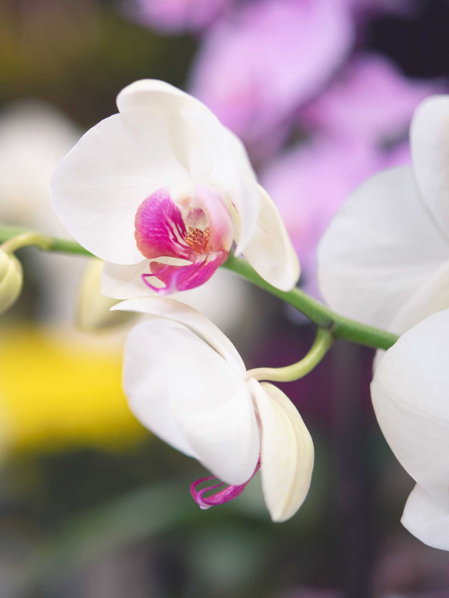 Eco Flowers available for delivery in Ireland by local Irish florists.