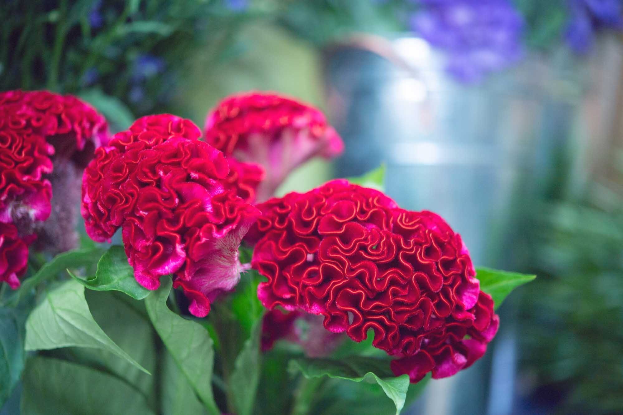 Bright seasonal blooms with soft focus