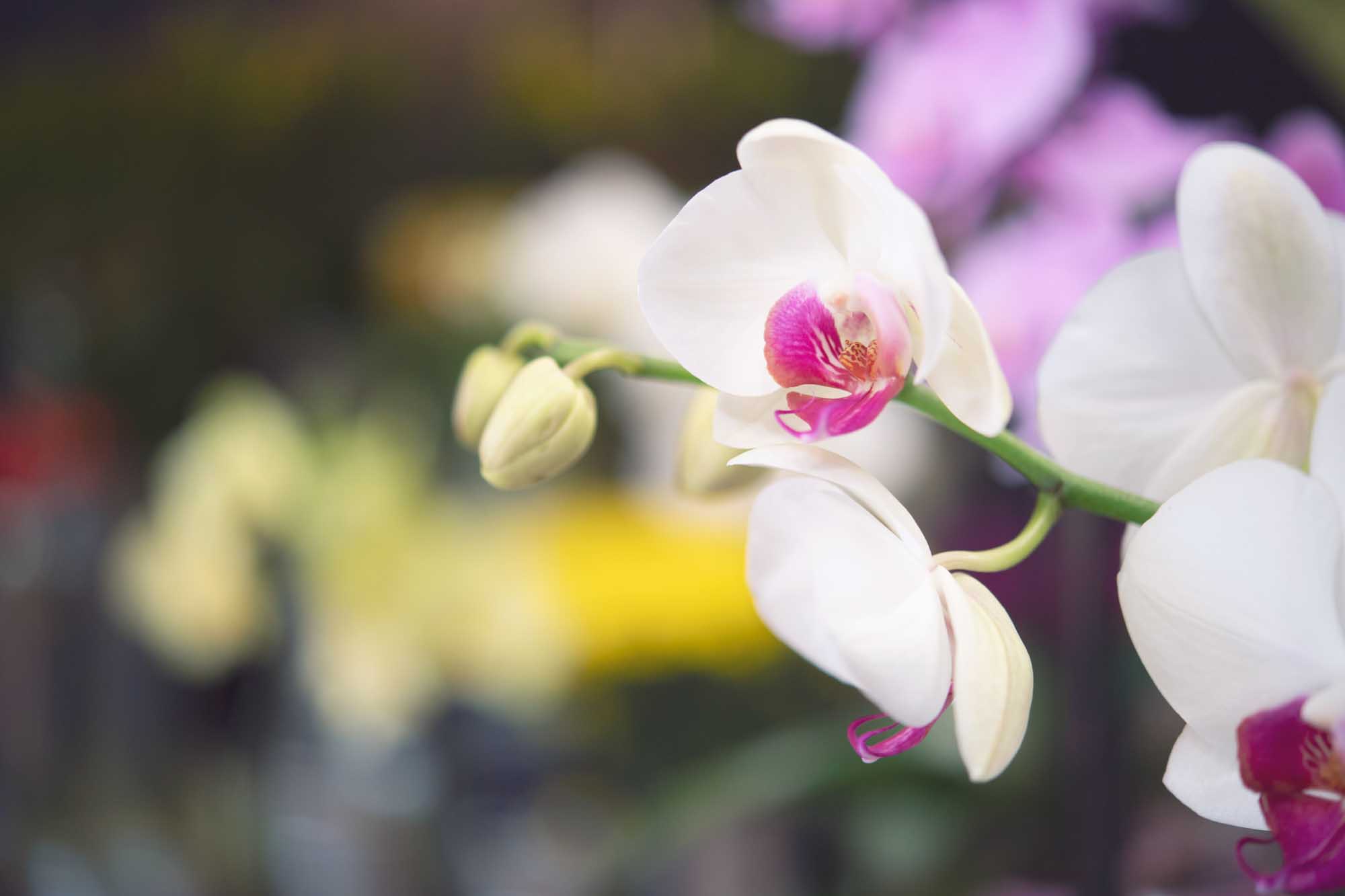 an orchid close up in the florist shop, a simple elegant plant perfect to send if need to make an apology