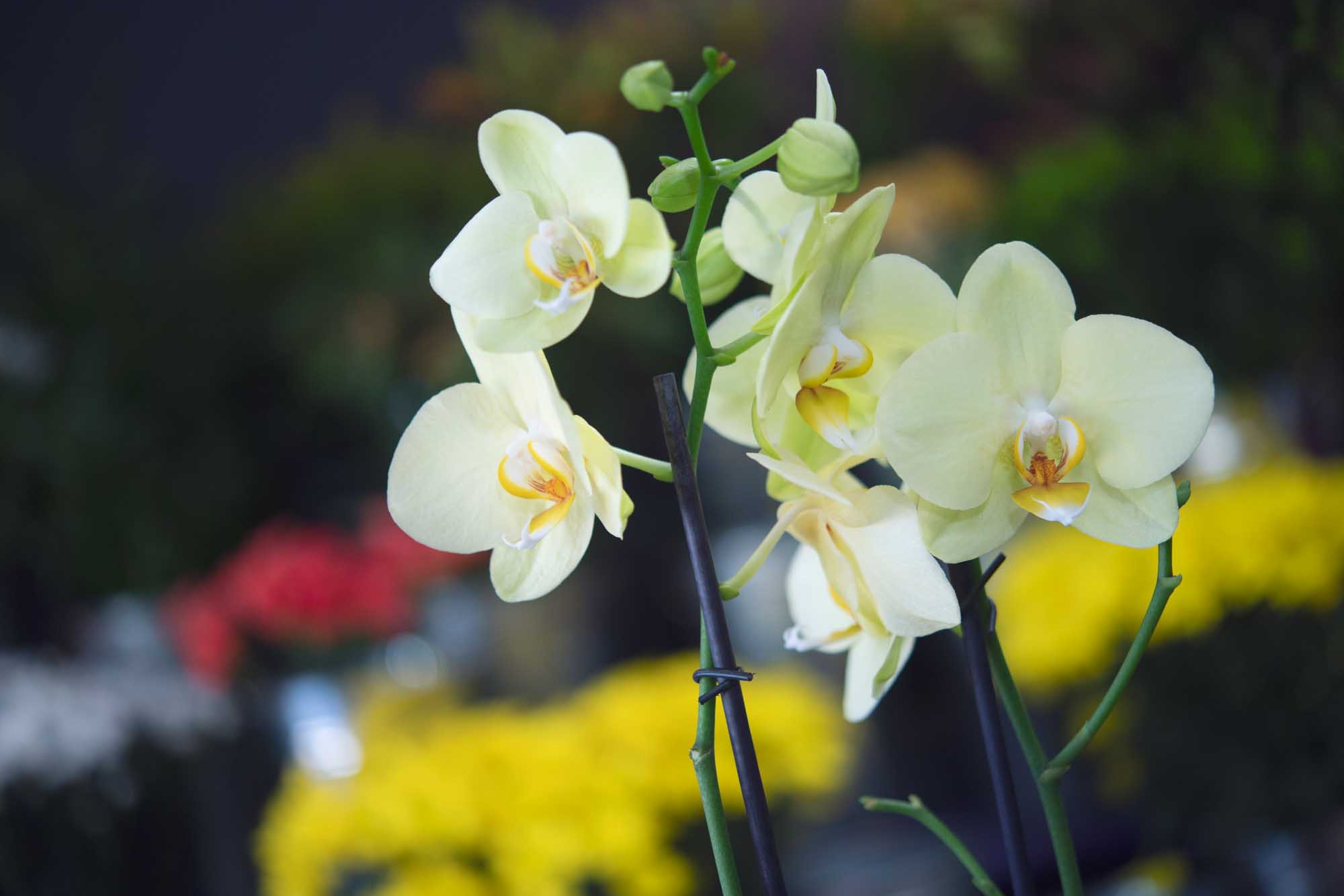 Elegant yellow orchids on display